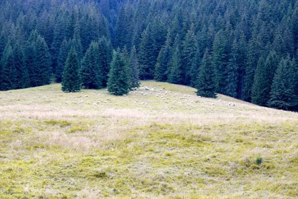 Pecore al pascolo in montagna sullo sfondo della pineta — Foto Stock