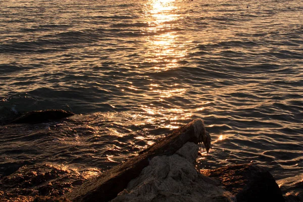海と夕日の石 — ストック写真