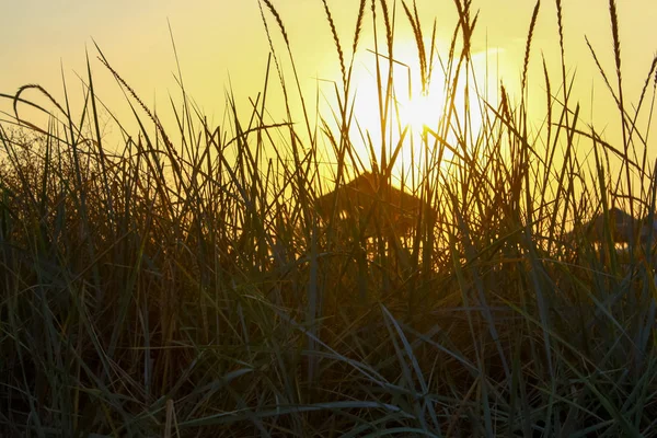 Uzun otların, bir ahşap gözlem kulesi aracılığıyla gün batımı