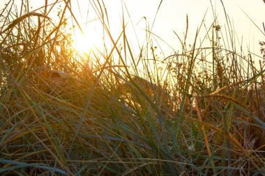 Uzun otların, bir ahşap gözlem kulesi aracılığıyla gün batımı
