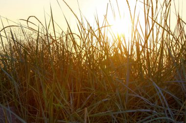 Uzun otların, bir ahşap gözlem kulesi aracılığıyla gün batımı