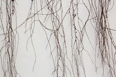 Arka plan ile Kuru solmuş sarmaşık yaprakları bitkilerin taş duvar.