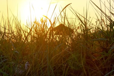 Uzun otların, bir ahşap gözlem kulesi aracılığıyla gün batımı