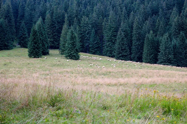 Pâturage de moutons en montagne sur fond de pinède — Photo