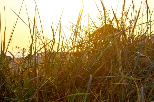 Uzun otların, bir ahşap gözlem kulesi aracılığıyla gün batımı