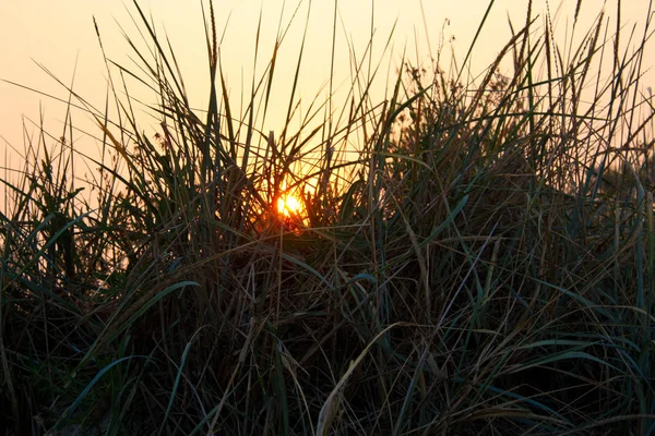 Uzun otların aracılığıyla günbatımı