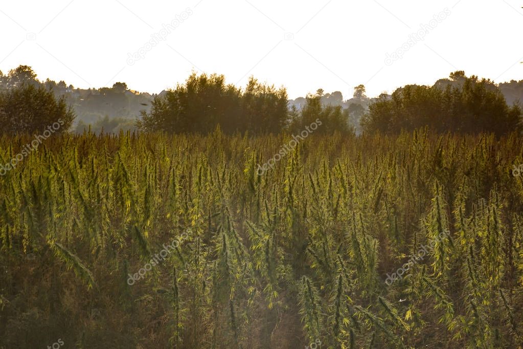 A large field of cannabis at sunse