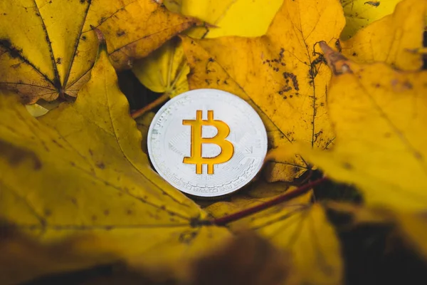 bitcoin sarı sonbahar yaprakları arasında