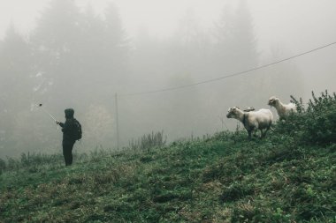 Selfie dağın koyun ile kız yapar