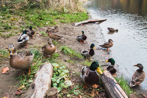 Many wild ducks walk on the lake shore