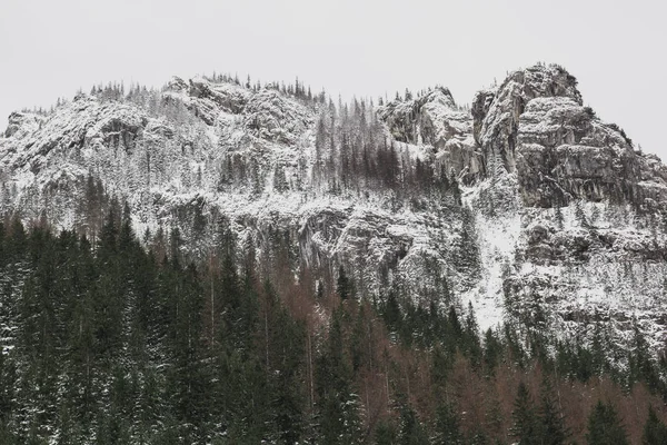 Bosque de pino y montaña — Foto de Stock