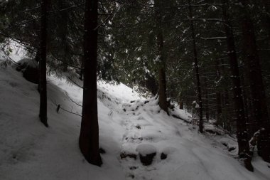 Karla kaplı yolda çam ormanı