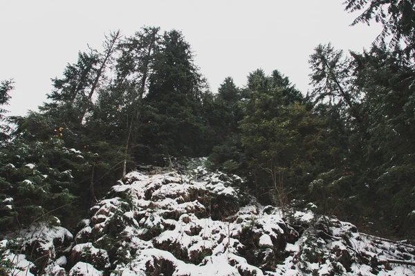 Сосновые деревья на снежных скалах — стоковое фото