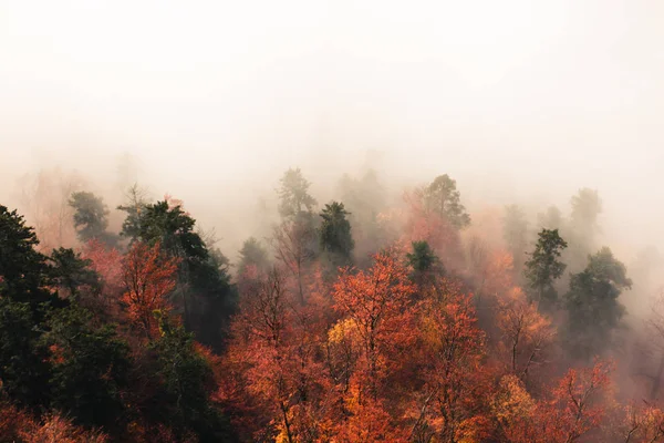 Fantástico paisaje de bosque otoñal, muchos árboles en la niebla — Foto de Stock