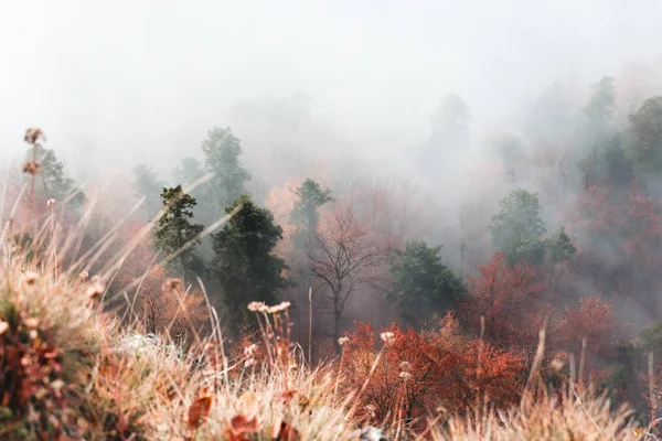 Осенний горный пейзаж, деревья в тумане, перед домом — стоковое фото