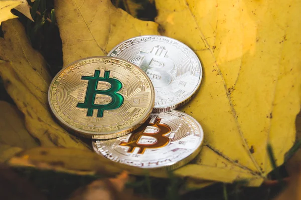 bitcoins bir düşmüş sonbahar yaprak, sonbahar kavramı vardır