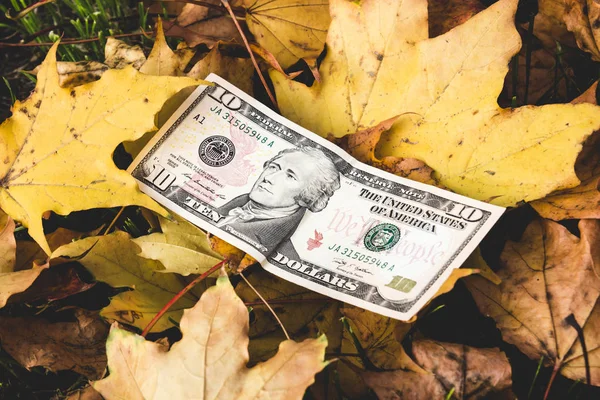 Dollars lie on the fallen yellow leaf, the concept of the fallin