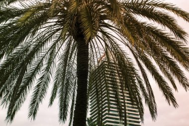 Arka plan gökyüzü ve gökdelen üzerinde bir tropikal palmiye ağacı, 