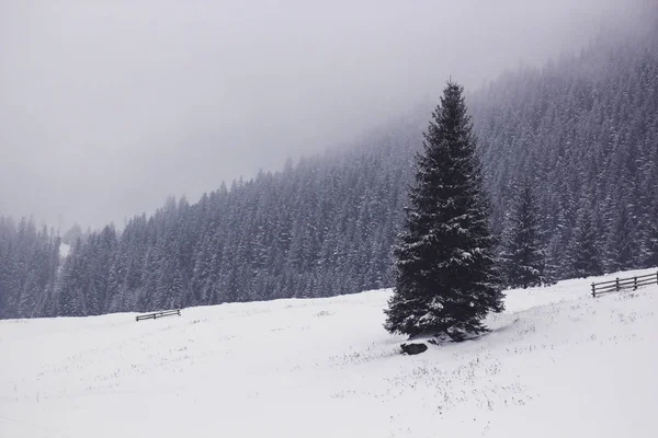 Hermoso pino solitario se encuentra en un valle cubierto de nieve en el — Foto de Stock