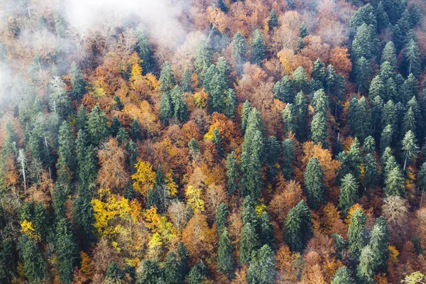 Осенний лес с зелеными соснами и желто-оранжевыми — стоковое фото