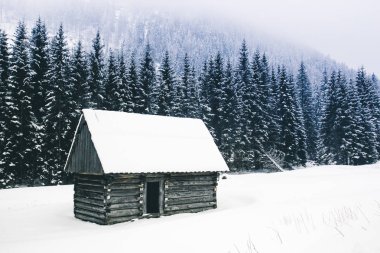 Karanlık kasvetli korkunç dağ kış manzarası ile iğne yapraklı için