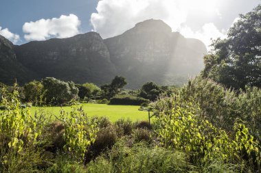 Cape town Botanik Bahçesi