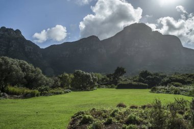 Cape town Botanik Bahçesi