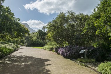 Cape town Botanik Bahçesi