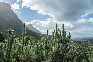 Cape town Botanik Bahçesi