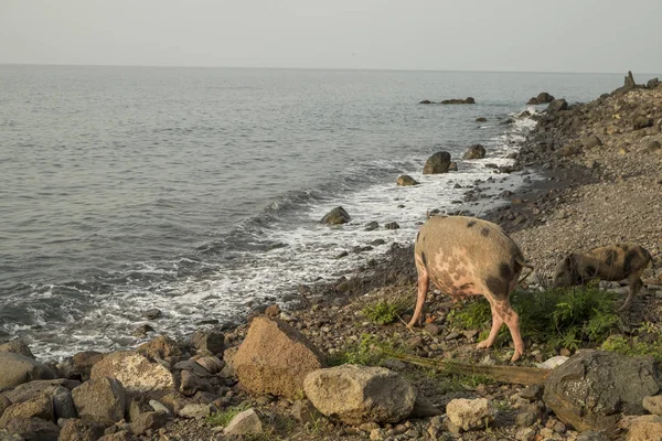海で歩くように豚 — ストック写真