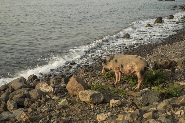 海で歩くように豚 — ストック写真