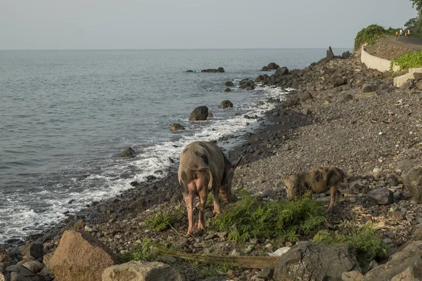 海で歩くように豚 — ストック写真