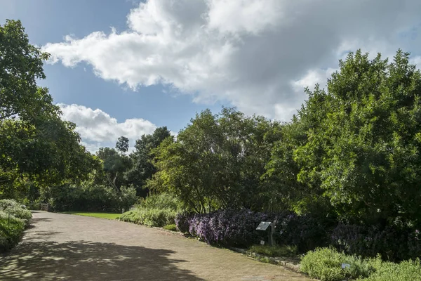 Kaapstad botanische tuin — Stockfoto