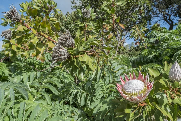 Cidade do Cabo jardim botânico — Fotografia de Stock