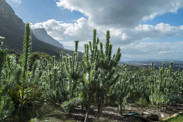 Botanischer Garten der Kapstadt — Stockfoto