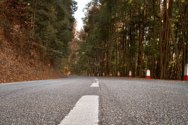 Road crossing lasu — Zdjęcie stockowe