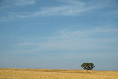 Tarlada yapayalnız ağaç