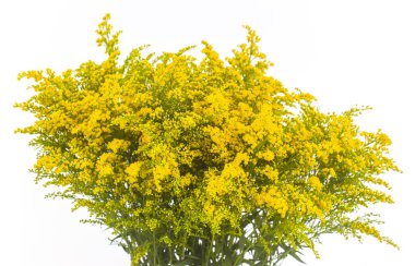 İzole Transvaal papatyalar