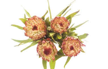 İzole Transvaal papatyalar