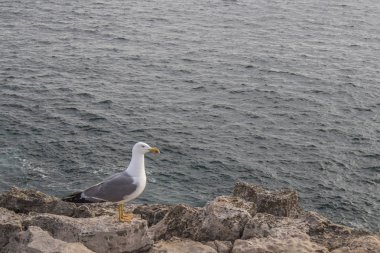 Martı kayalık plaj