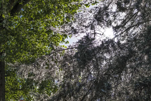 Árvores com folhas verdes e brancas — Fotografia de Stock