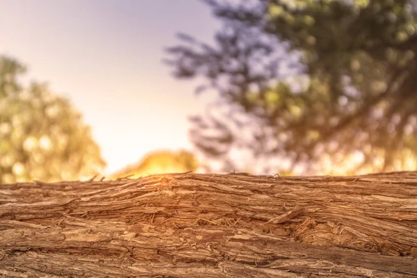 Πάγκος με ξύλινο κορμό με δάσος στην θολή φόντο με ήλιο — Φωτογραφία Αρχείου