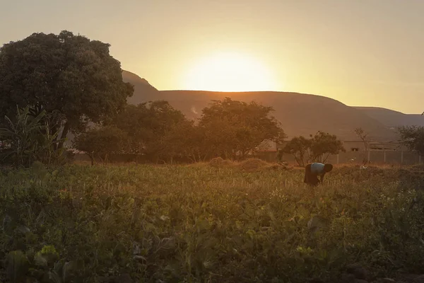 Bahçede güneş doğarken Lubango Angola bitki Afrikalı çiftçi