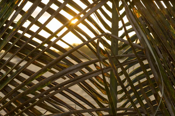 Texture of palm tree against light with sunset — Stock Photo, Image