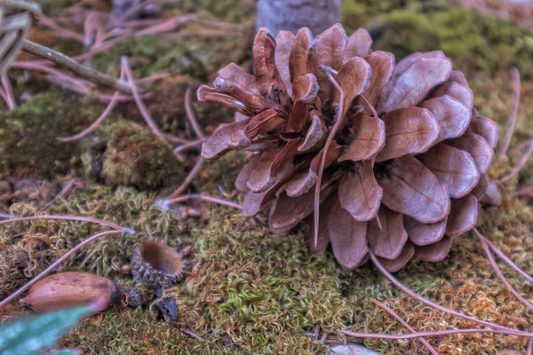 Pine cone fallen on green background of unfocused vegetation — Stock Photo, Image