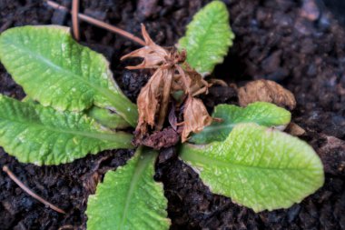 Ölü bir çiçek altında siyah kum ile doğmak için yeşil çiçek.