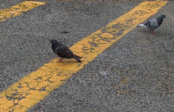 Pareja de palomas con línea amarilla, vista abstracta — Foto de Stock