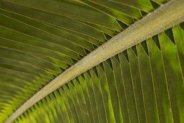 Palmiye yaprağı, aşırı yakından, doku.