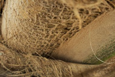 palmiye ağaç gövdesi dokusuna