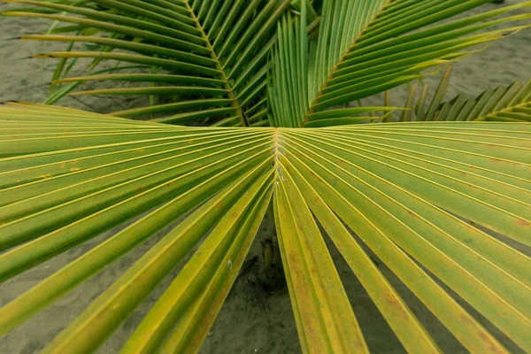 Palm leaf, extreme close up, texture.